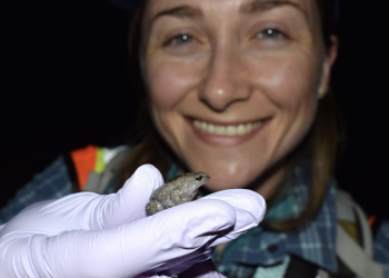 Michel Ohmer is holding a narrowmouth toad